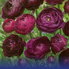 8718641998960 1 Ranunculus Purple Sensation.jpg